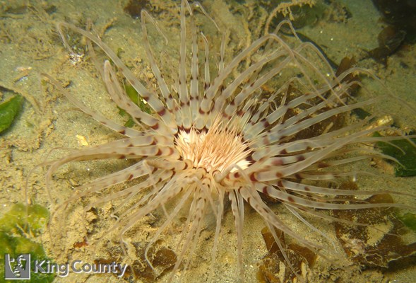 Photo of Pachycerianthus fimbriatus